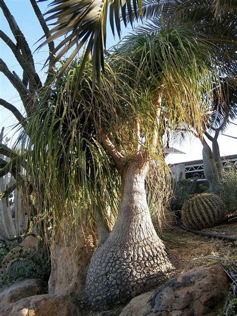 ponytail palm trees